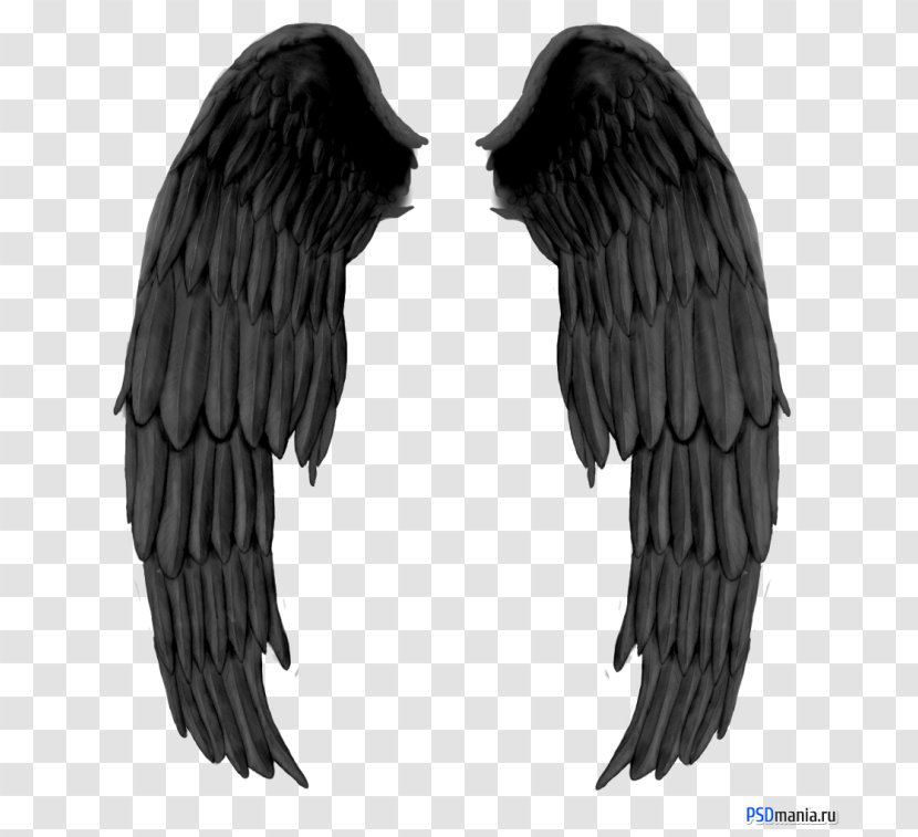Devil - Feather - Angel Transparent PNG