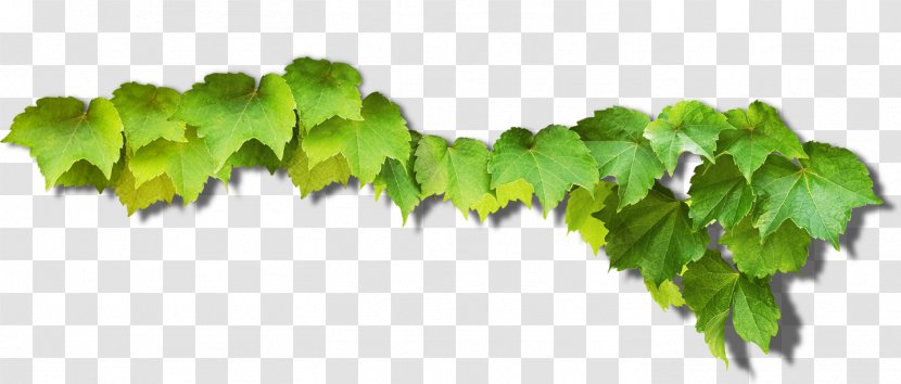 Common Grape Vine Green Leaves - Tree Transparent PNG