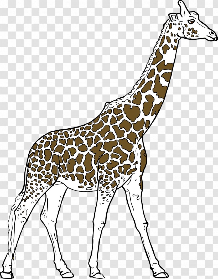 Youre Avin A Giraffe Drawing Clip Art - Giraffidae - Tall Transparent PNG