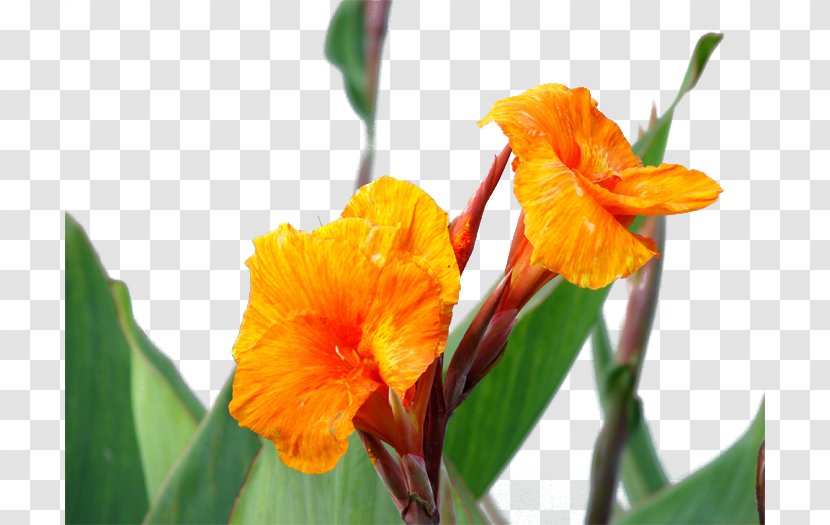 Canna Indica Flower Icon - Flowering Plant - Cannabis Pictures Transparent PNG