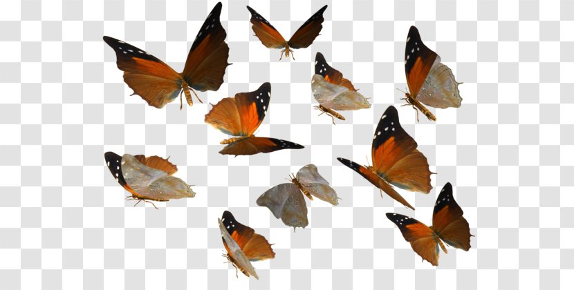 Butterfly Insect Clip Art - Arthropod Transparent PNG