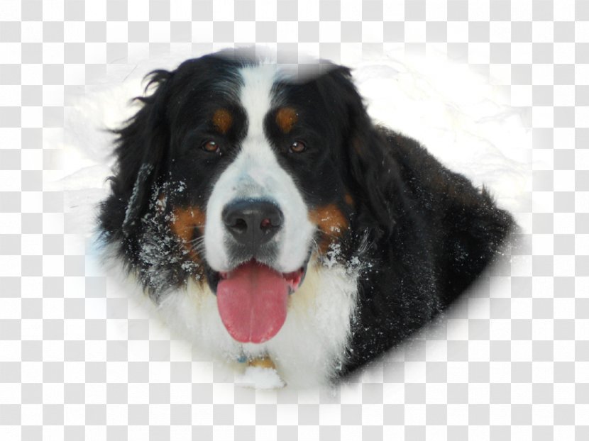 Bernese Mountain Dog Greater Swiss Breed Companion - Lucy Transparent PNG