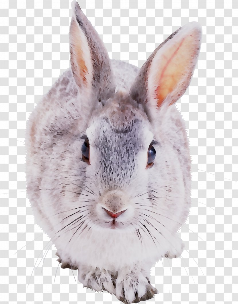 Hare European Rabbit Domestic Clip Art - Snowshoe Transparent PNG
