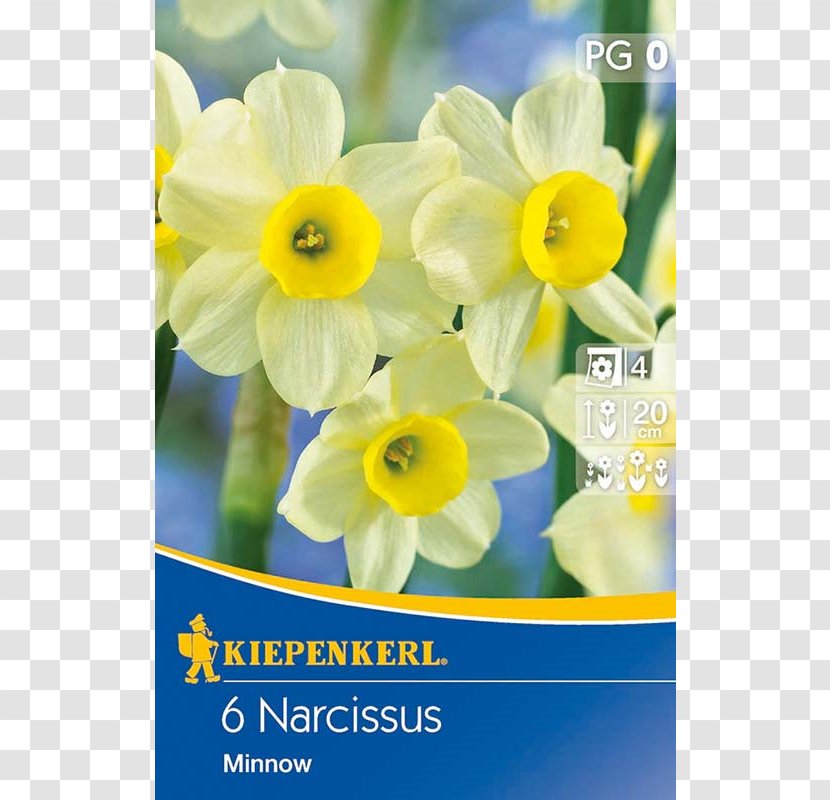Narcissus Yellow Bunch-flowered Daffodil Petal Flora Transparent PNG