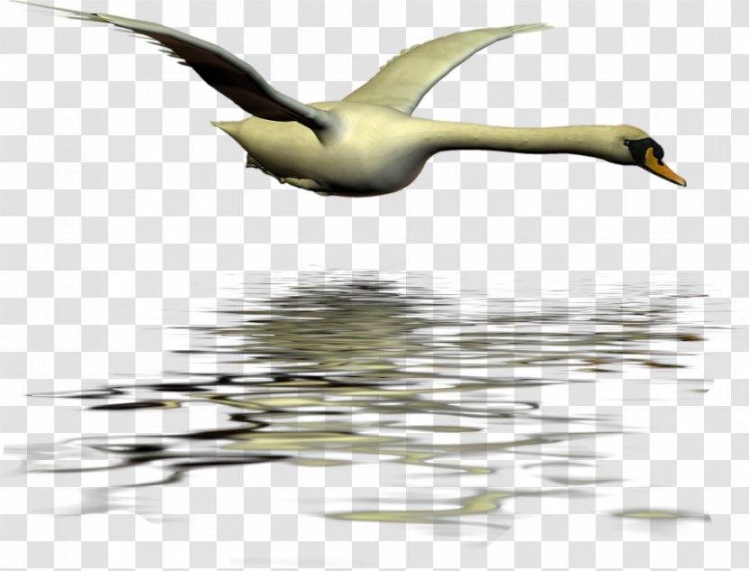 Duck Cygnini Swan Goose Bird Transparent PNG