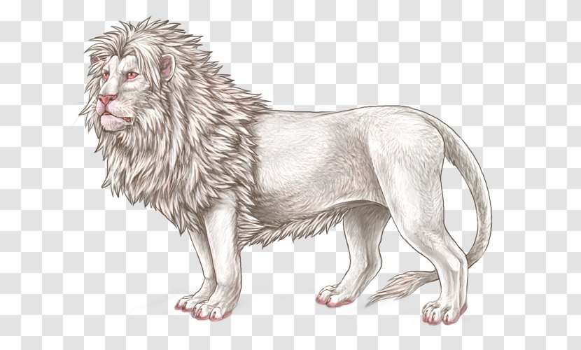 Lion Big Cat Dog Mammal - Carnivoran Transparent PNG