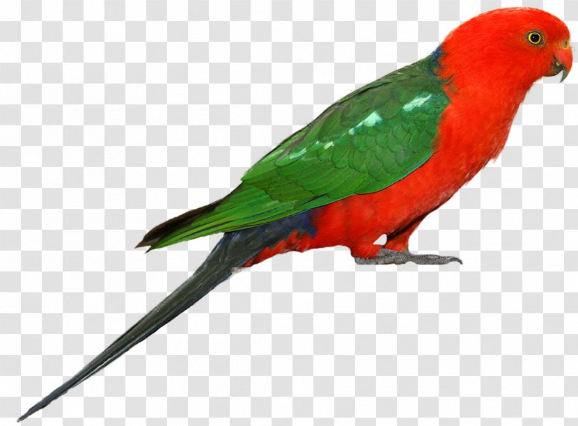 Parrot Bird Clip Art - Common Pet Parakeet - Clipart Transparent PNG