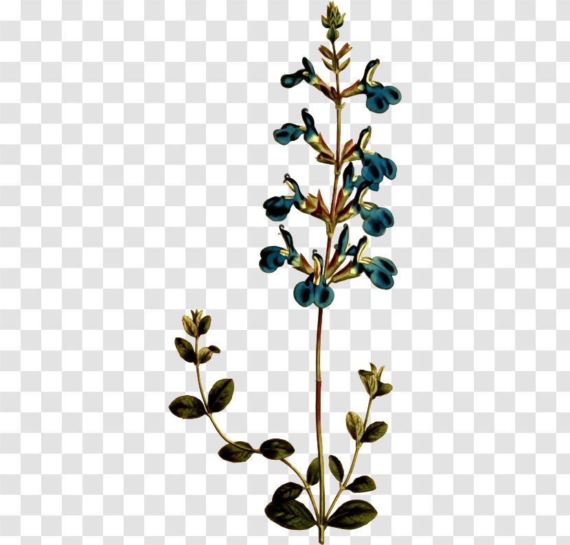 Germander Sage Common Wall Plants Flower - Name Transparent PNG