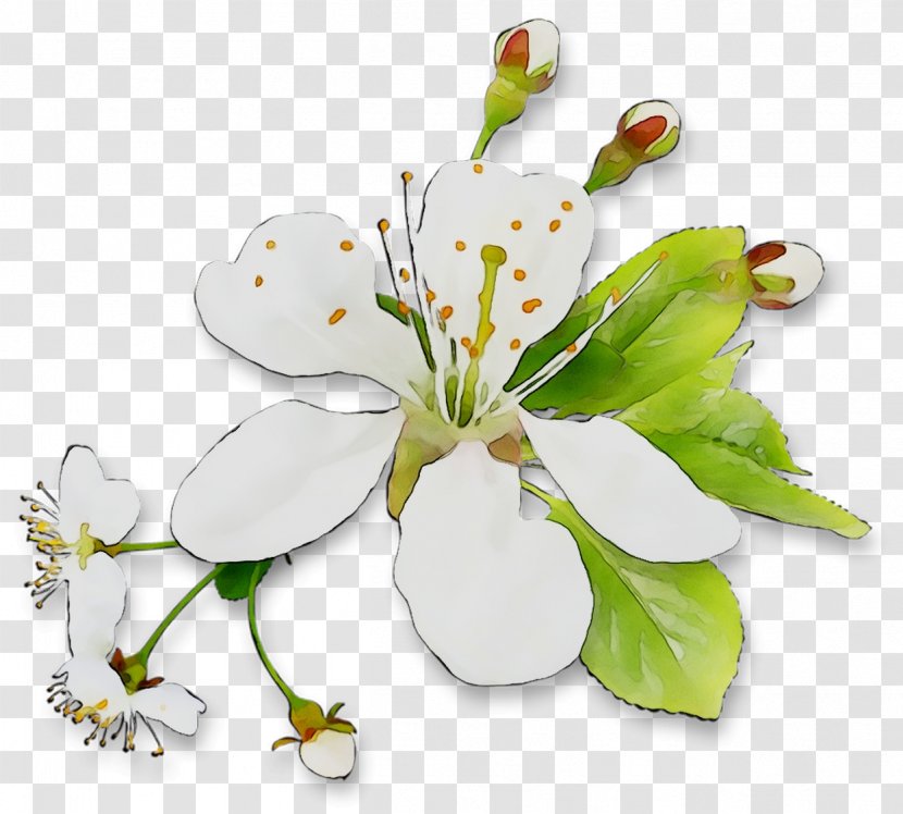 Floral Design Cut Flowers Plant Stem - Petal - Peruvian Lily Transparent PNG
