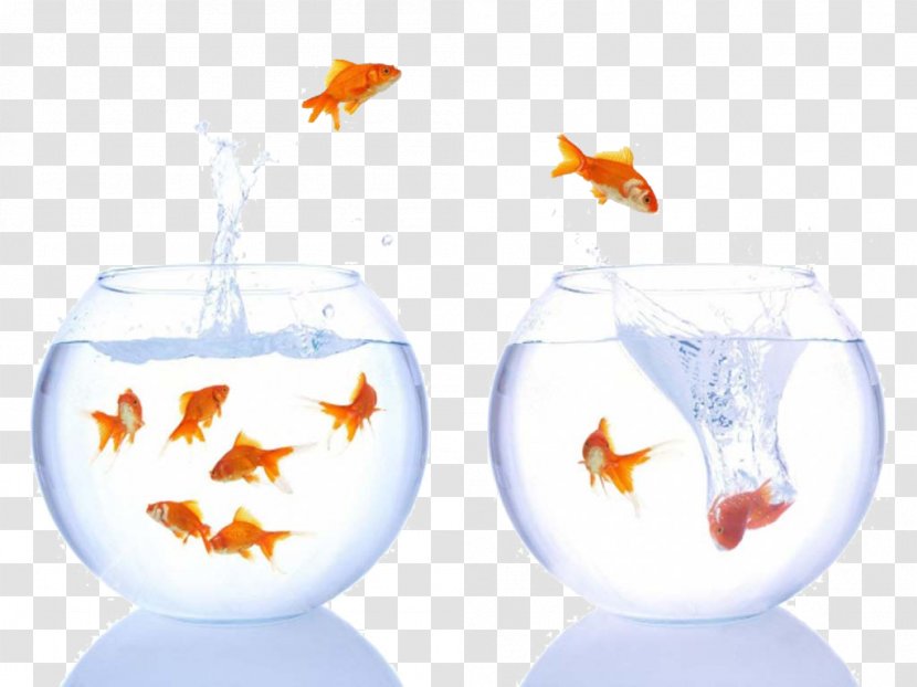 Goldfish Innovation Information Learning LinkedIn Pulse - Fish Tank Decorative Patterns Between Jumps Transparent PNG