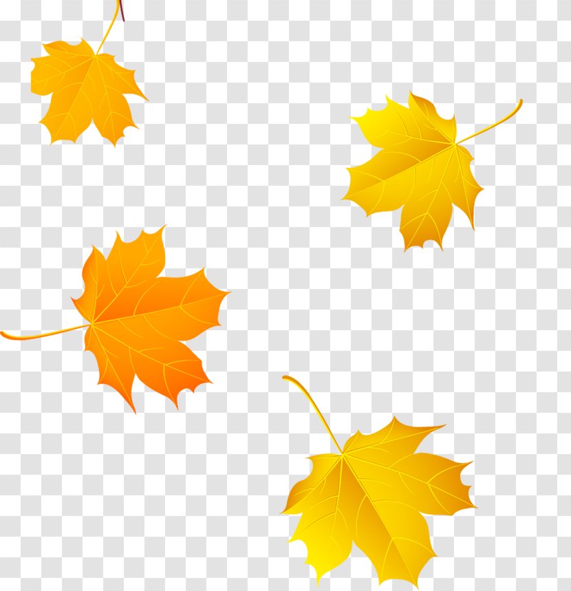 Maple Leaf Autumn Color - Flowering Plant - Falling Leaves Yellow Transparent PNG