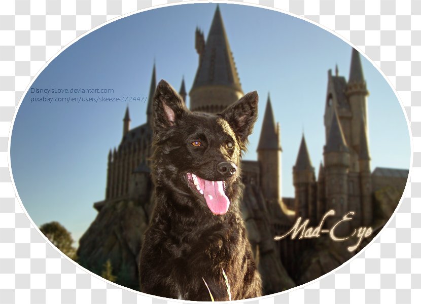 Dog Breed Schipperke The Wizarding World Of Harry Potter Universal's Islands Adventure Snout - Mad Eyes Transparent PNG