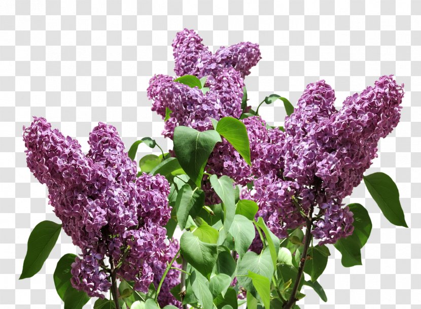 Purple Lavender Violet Lilac - Shrub Transparent PNG