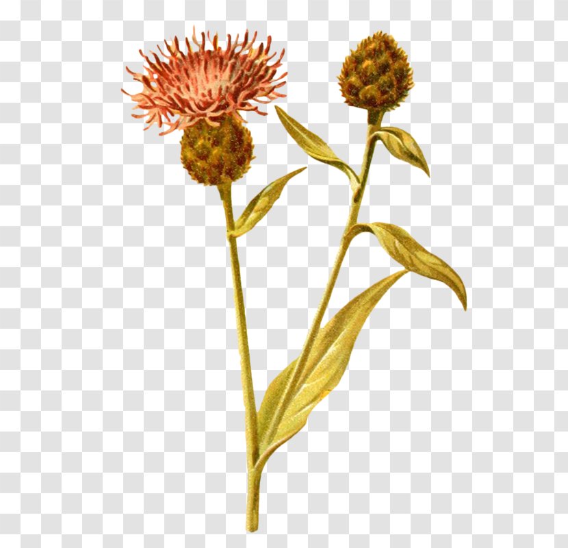 Plant Green Dandelion Drawing - Yellow - Plants Wildflowers Transparent PNG