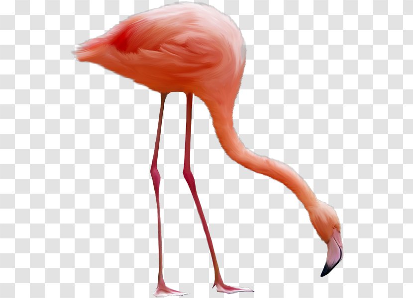 Flamingo Image File Formats Clip Art - Bird Transparent PNG