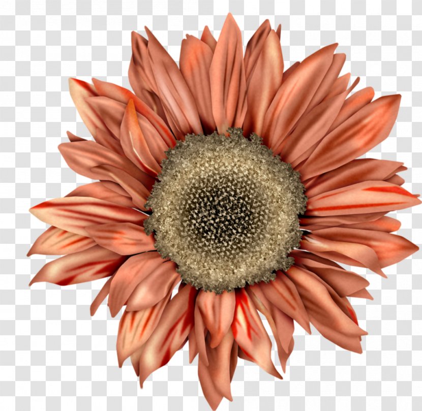 Common Sunflower Clip Art Image Illustration - Asterales - Plant Transparent PNG