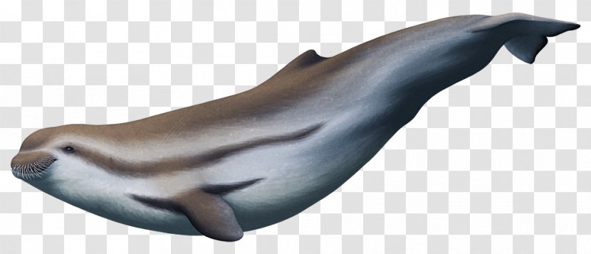 Tucuxi Porpoise Inermorostrum Xenops Cetacea - Dolphin Transparent PNG