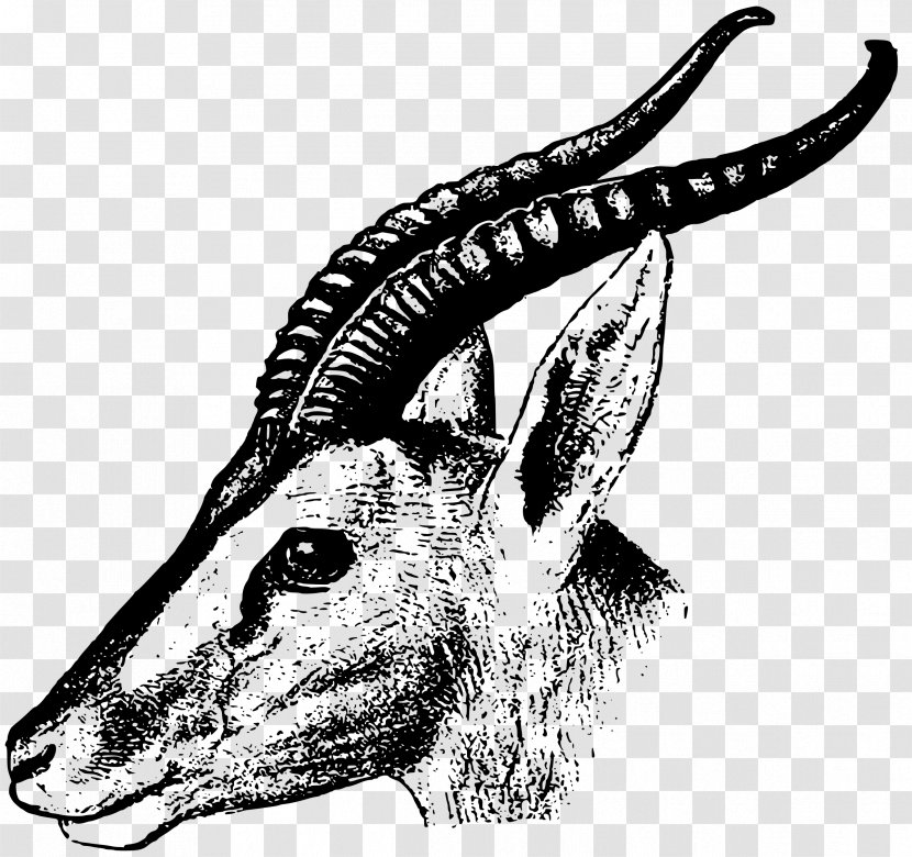 Gazelle Impala Antelope Clip Art Transparent PNG