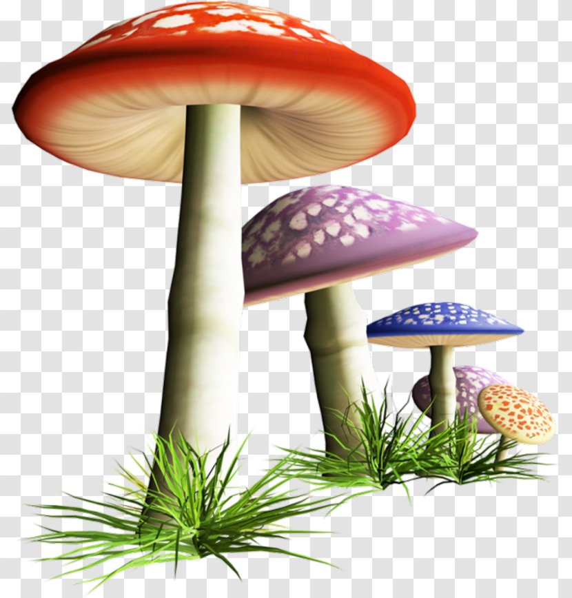 Mushroom Clip Art Illustration Image Desktop Wallpaper - Bolete Transparent PNG