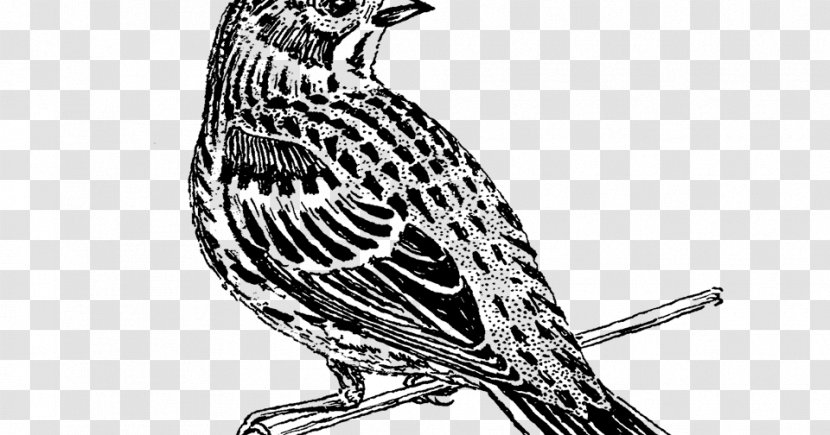 Book Black And White - Cartoon - Pine Siskin Songbird Transparent PNG