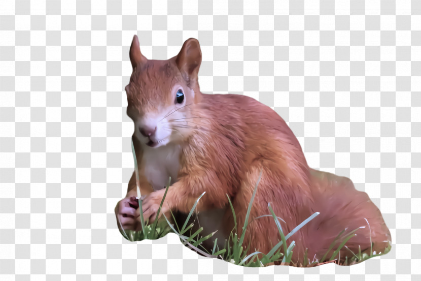 Squirrel Eurasian Red Squirrel Snout Animal Figure Wildlife Transparent PNG