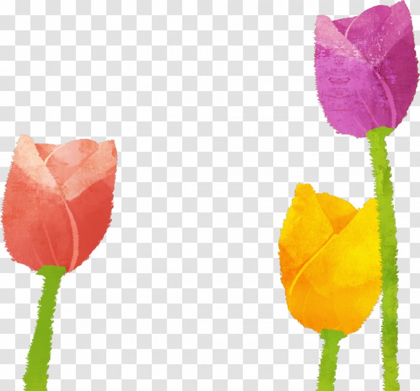 Tulip Illustration - Plant - Spring Material Transparent PNG