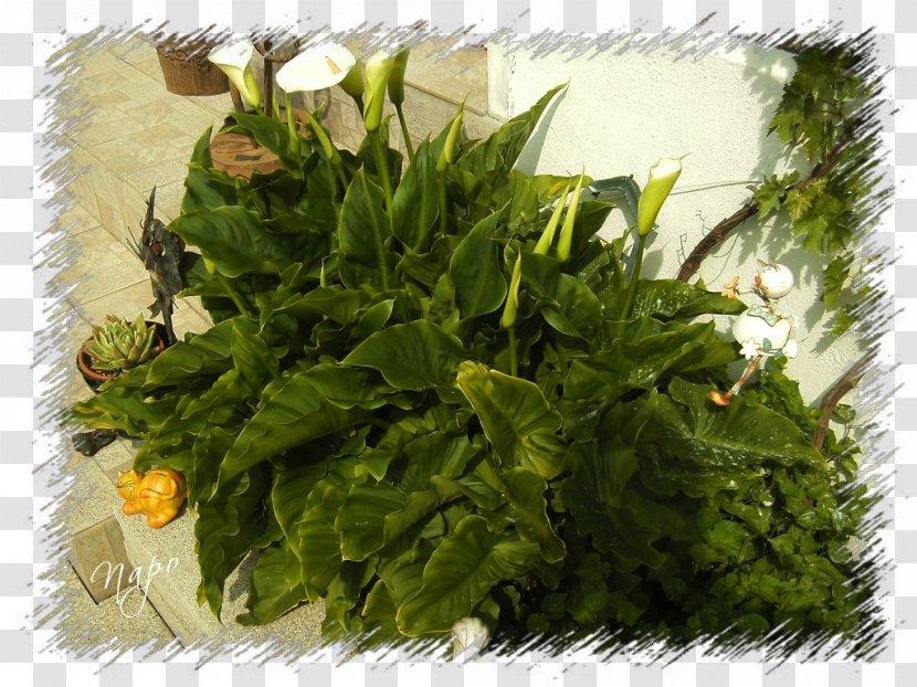 Spring Greens Herb Leaf Vegetable Afro-Ecuadorian - ARUM Transparent PNG