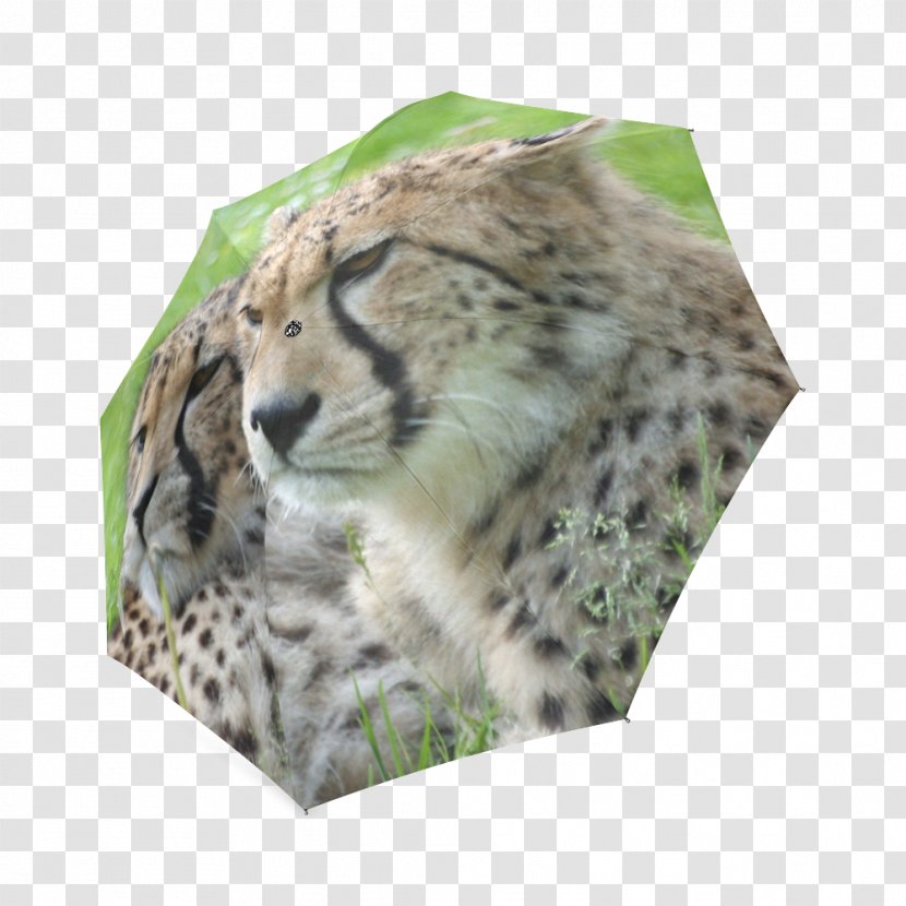 Leopard Cheetah Big Cat Whiskers - Snout Transparent PNG