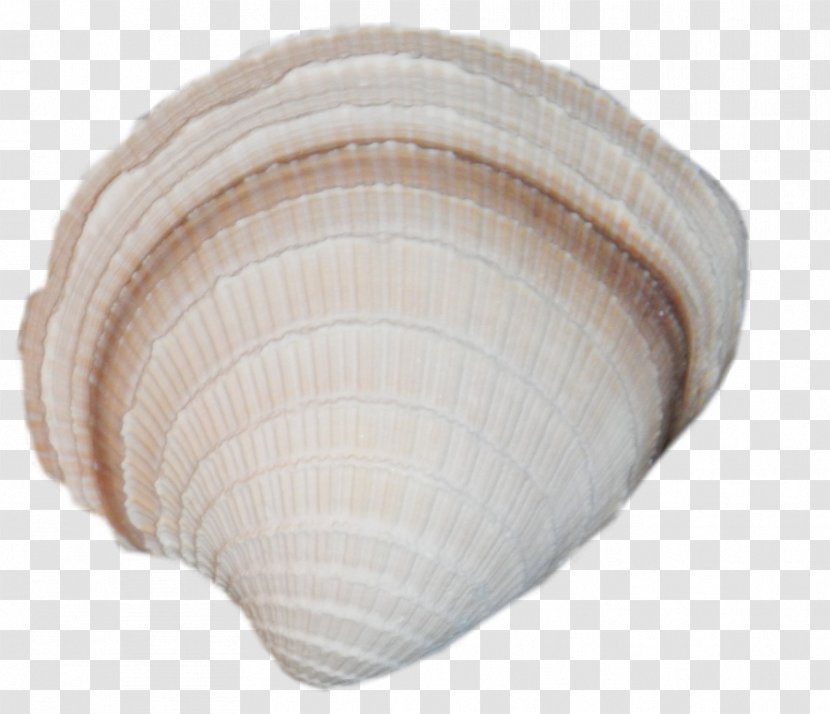 Clam Cockle Seashell Oyster Mussel - Sea Transparent PNG