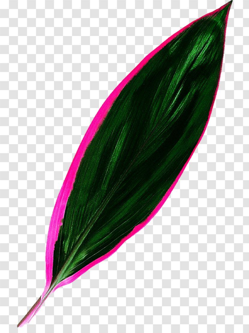 Leaf Tropics Green Clip Art - Wing - Tropical Transparent PNG