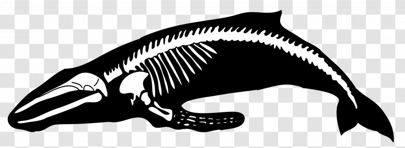 Humpback Whale Human Skeleton Blue - Skull Transparent PNG