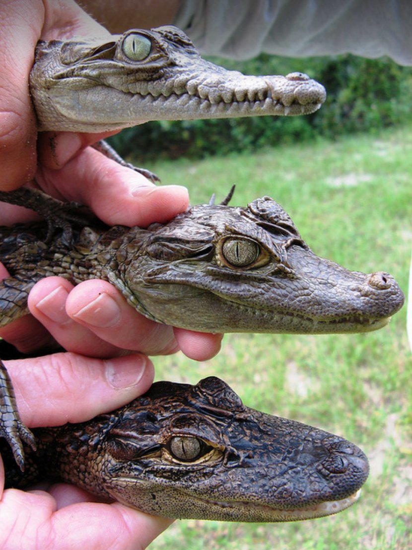 Caiman Crocodile American Alligator Baby Gharial Transparent PNG