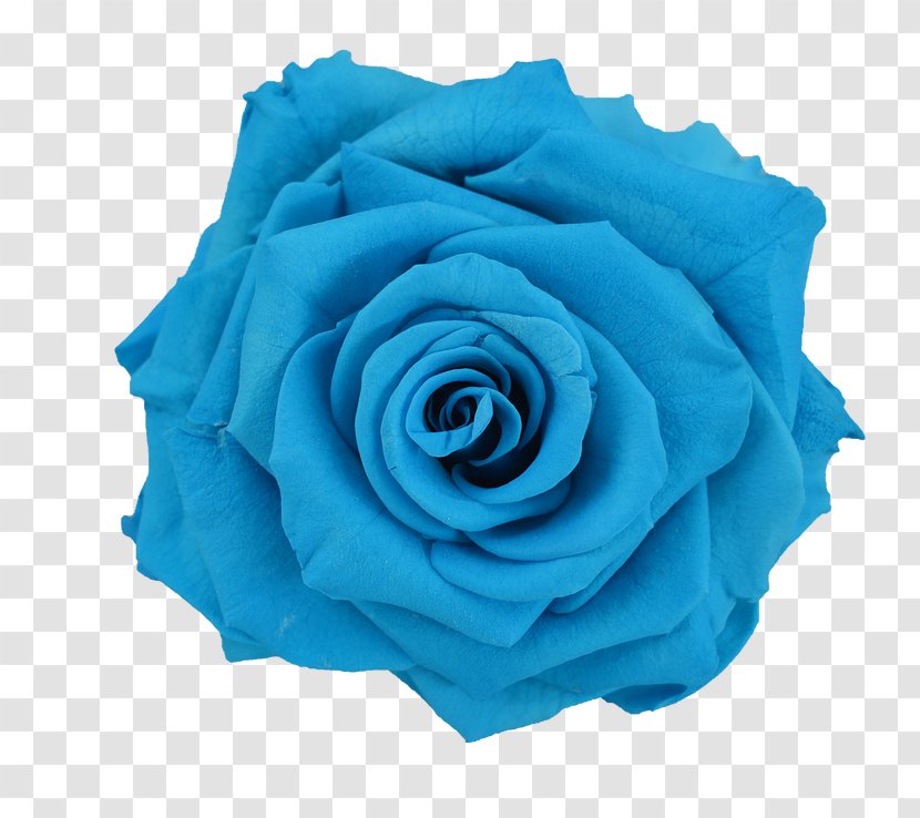 Blue Rose Flower Preservation - Green Transparent PNG