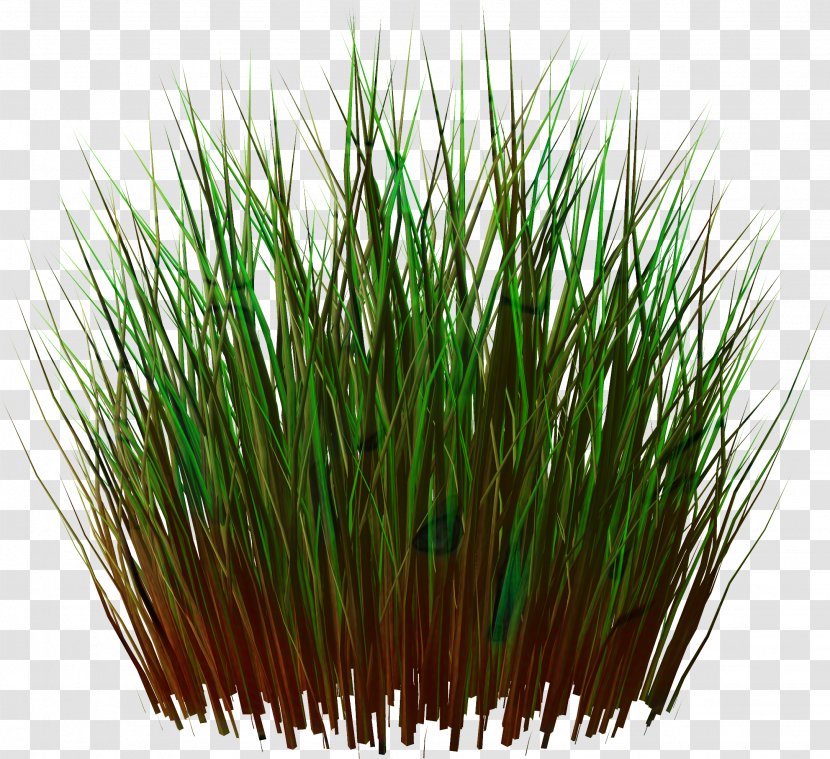 Green Grass Background - Chrysopogon - Fodder Chives Transparent PNG