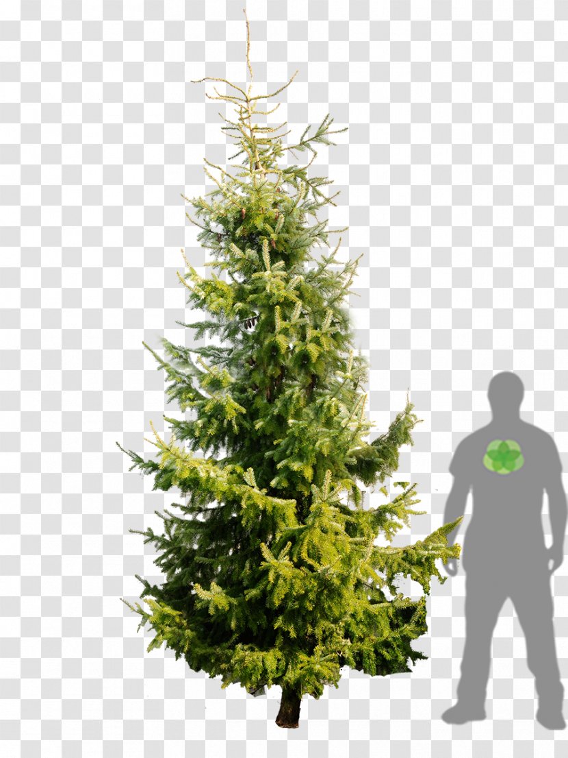 Spruce Christmas Ornament Fir Tree Pine Transparent PNG