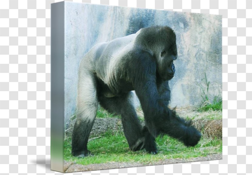 Western Gorilla Chimpanzee Art Wildlife Terrestrial Animal - Printmaking - Didi & Friends Transparent PNG