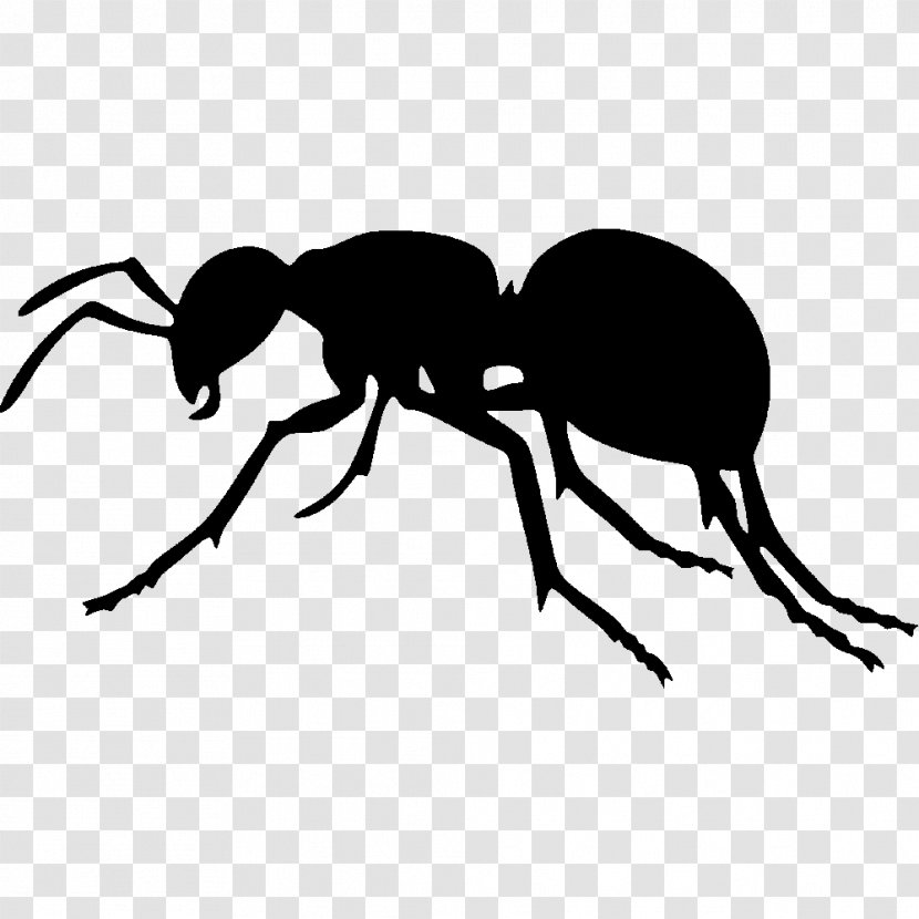The Ant Silhouette Insect Clip Art - Beetle Transparent PNG