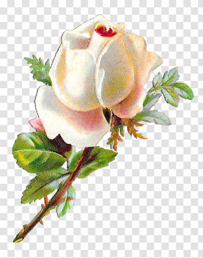 Garden Roses Cabbage Rose Cut Flowers - Flower Transparent PNG