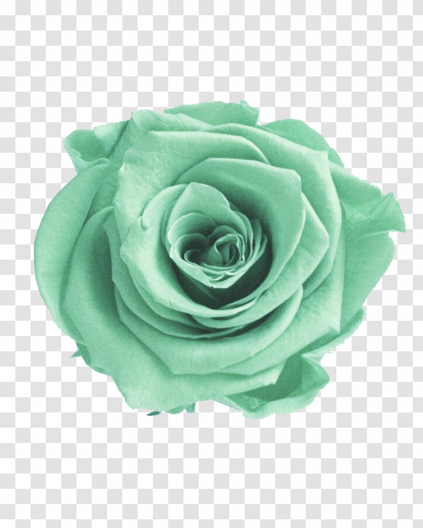 Garden Roses Green Flower Color - Rose Transparent PNG