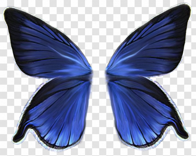 Butterfly Wing Download - Cobalt Blue Transparent PNG