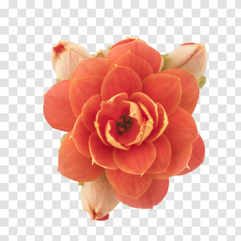 Garden Roses Cut Flowers Petal - Rose Transparent PNG