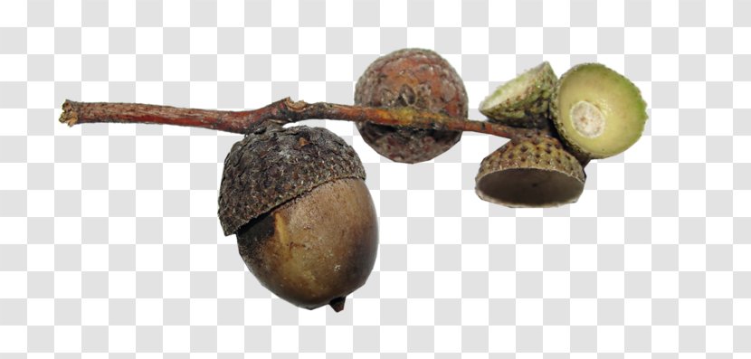 Acorn Walnut Bur Oak English Fruit Transparent PNG