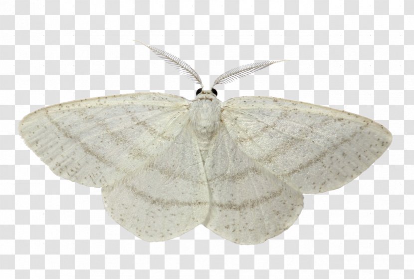 Butterfly Luna Moth Common White Wave Cabbage - Bombycidae Transparent PNG