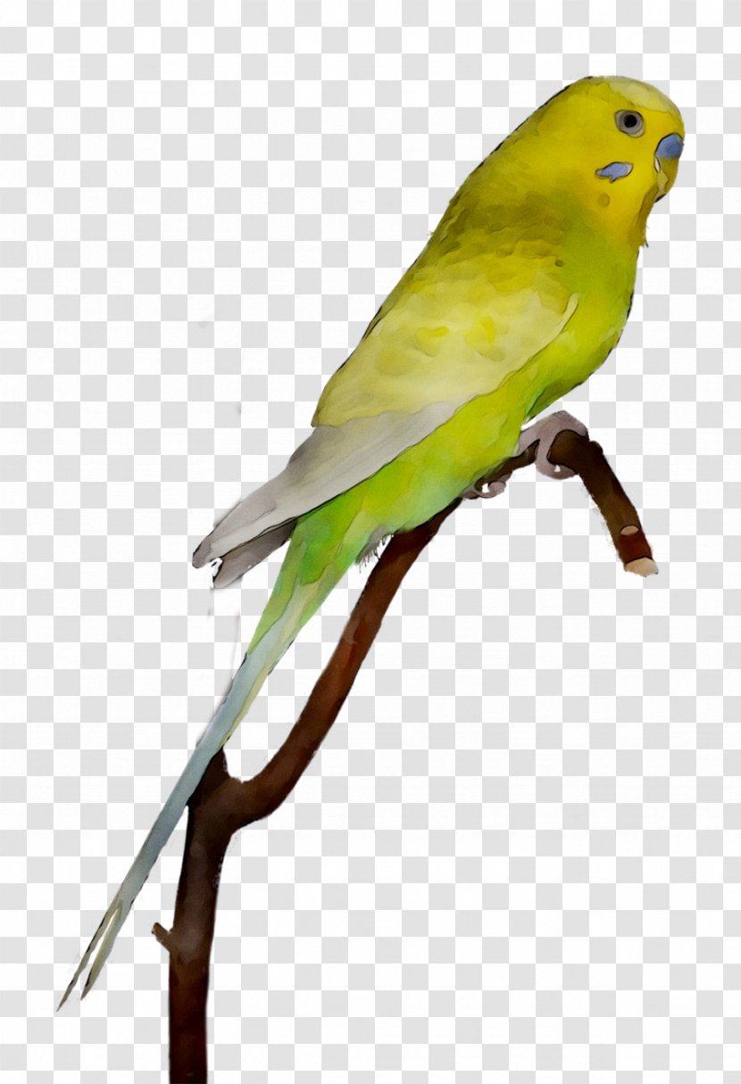 Lovebird Macaw Parakeet Feather Beak Transparent PNG