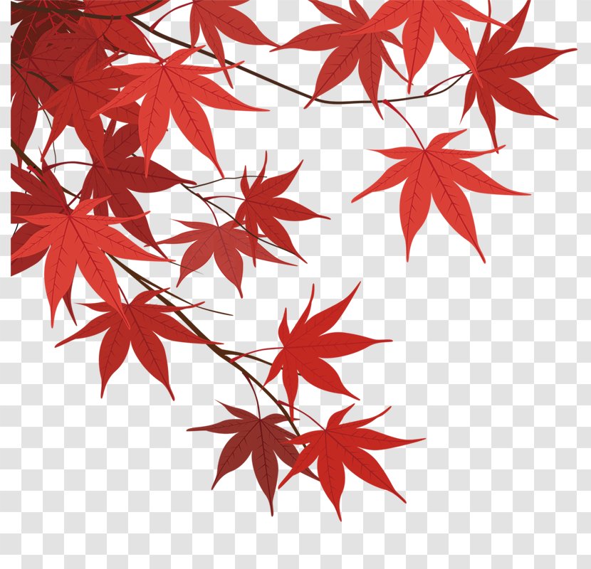 Maple Leaf - Petal - Leaves Transparent PNG