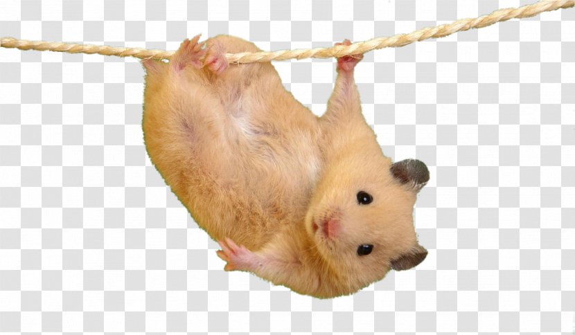 Hamster Mouse Desktop Wallpaper Cat Cuteness - Black Rat Transparent PNG