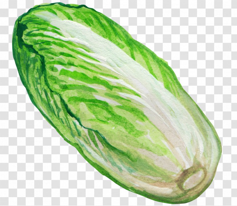 Napa Cabbage Vegetable Illustration - Leaf - Green Transparent PNG