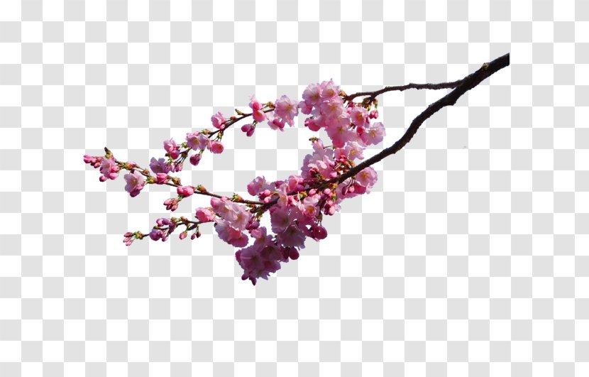 Cherry Blossom DeviantArt - Peach Branches And Opening Material Transparent PNG