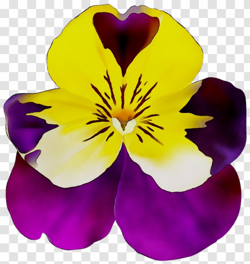 Pansy Herbaceous Plant Plants - Violet Family Transparent PNG