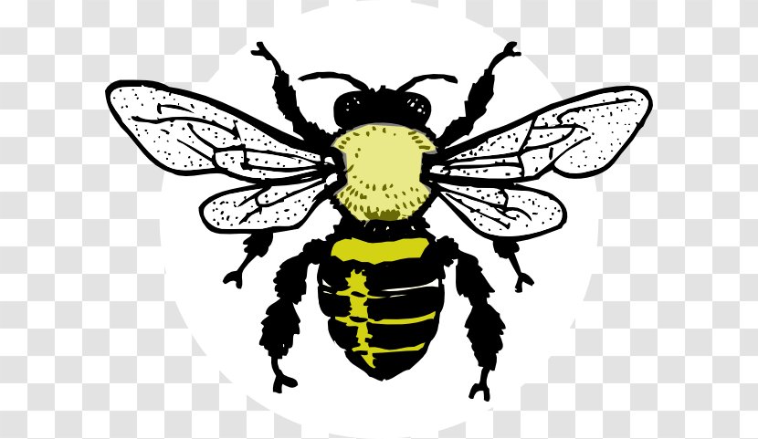 European Dark Bee Honey Clip Art - Fly Transparent PNG